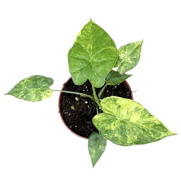 Alocasia Gagaena Aurea
