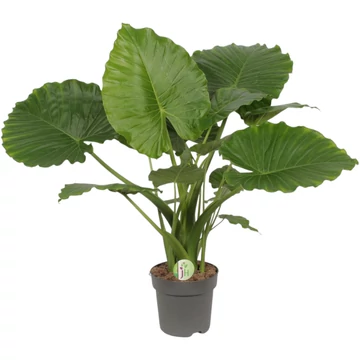 Alocasia Gagaena