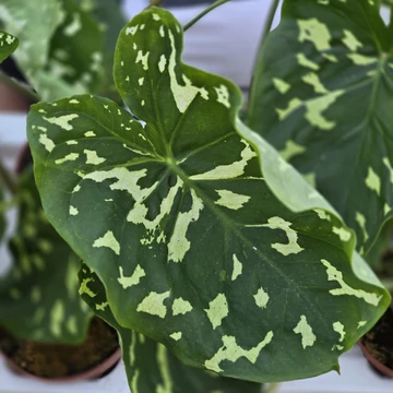Alocasia Hilo Beauty