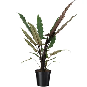 Alocasia Lauterbachiana