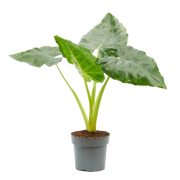 Alocasia Lutea