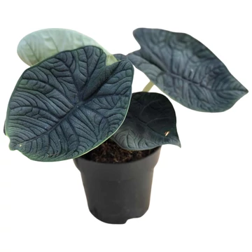 Alocasia Melo