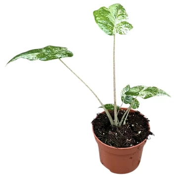 Alocasia Odora Variegata Batik
