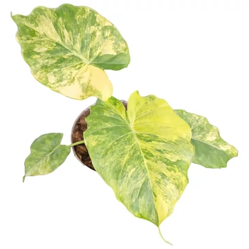 Alocasia Odora Variegata