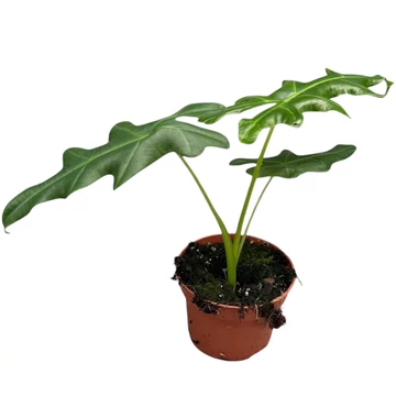 Alocasia Portei