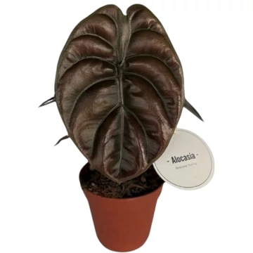 Alocasia Red Secret