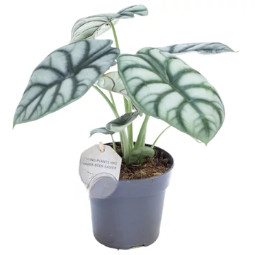 Alocasia Silver Dragon