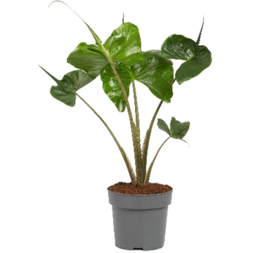 Alocasia Stingray