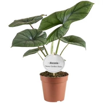 Alocasia bisma Silver
