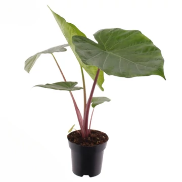 Alocasia imperial Red