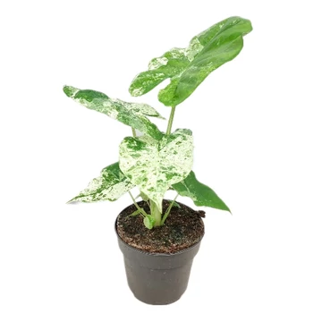 Alocasia macrorrhiza Splash