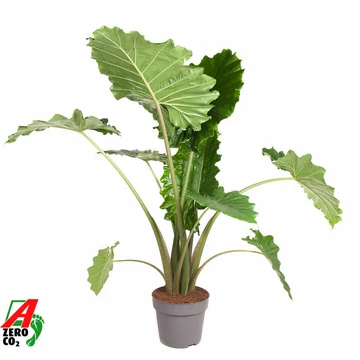 Alocasia Portodora