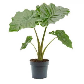 Alocasia Portodora