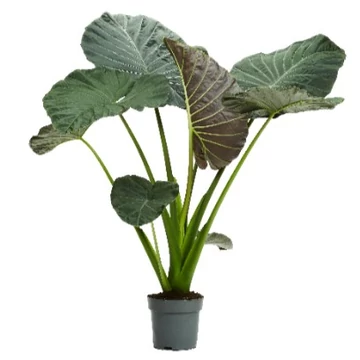Alocasia Regal Shield