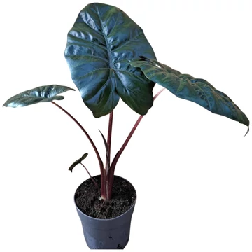 Alocasia sarawakensis Yucatan Princess