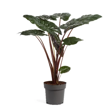 Alocasia sarawakensis Yucatan Princess