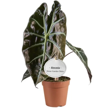 Alocasia suhirmaniana Red Petiole
