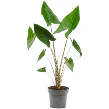 Alocasia zebrina