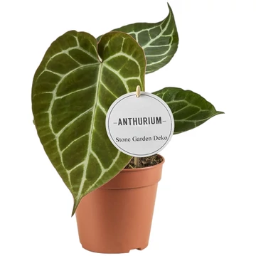 Anthurium Crystallinum
