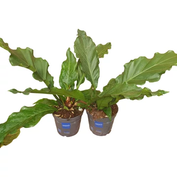 Anthurium crassinervium
