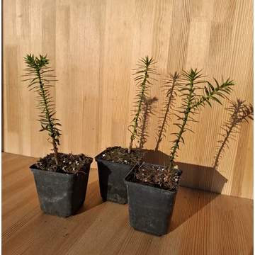 Araucaria araucana