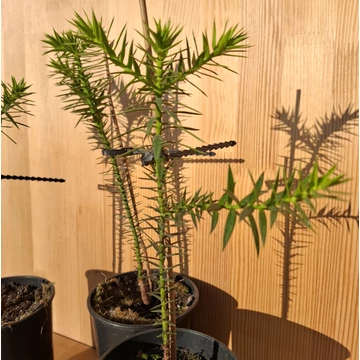 Araucaria araucana