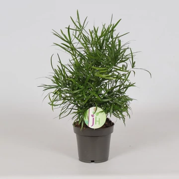 Asparagus Falcatus