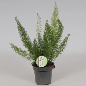 Asparagus Meyeri