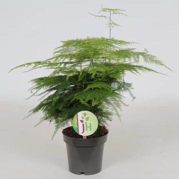 Asparagus Setaceus