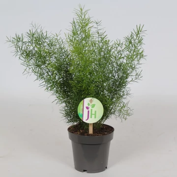 Asparagus Sprengeri
