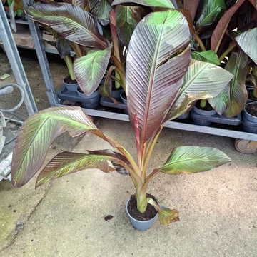 Ensete ventricosum Maurelli