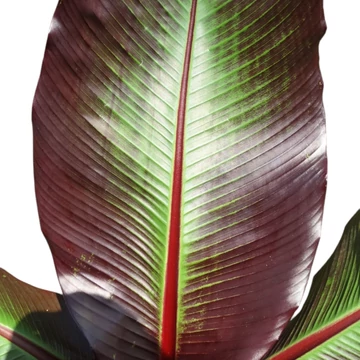 Ensete ventricosum Maurelli