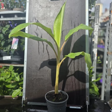 Musa Blue Java