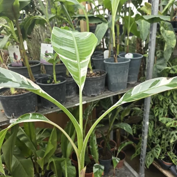 Musa Florida Variegata