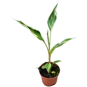 Musa Nono Pink