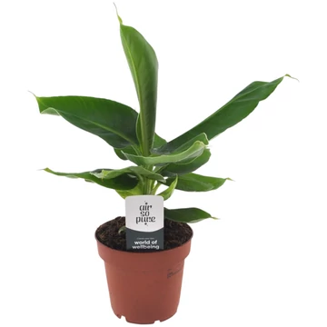 Musa Tropicana