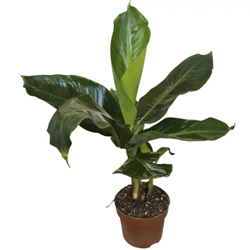 Musa Tropicana