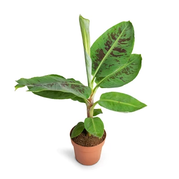 Musa acuminata Dwarf Cavendish