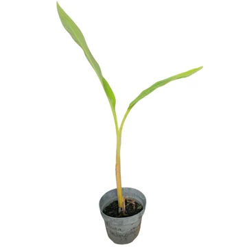 Musa balbisiana
