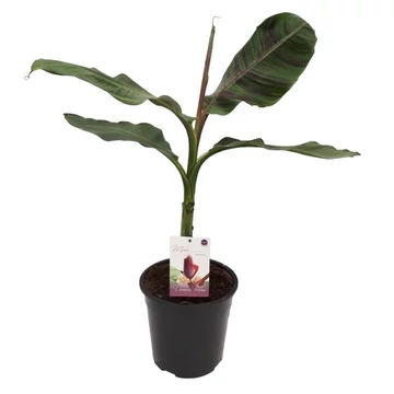 Musa sikkimensis Red Tiger