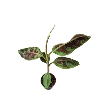 Musa sumatrana Zebrina
