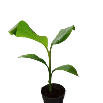 Musa velutina Pink