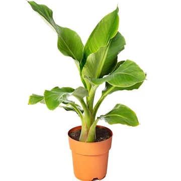 Musella lasiocarpa