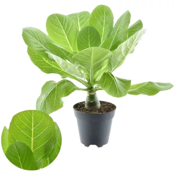 Brighamia Insignis - Hawaii pálma