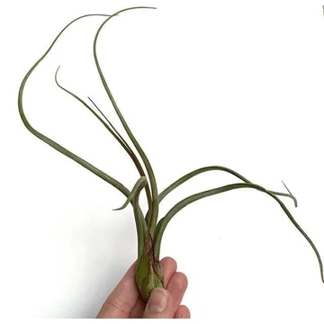 Tillandsia Bailey