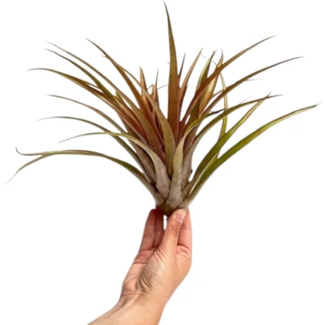 Tillandsia Capitata Orange
