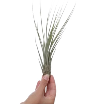 Tillandsia Juncea