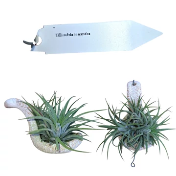 Tillandsia ionantha kerámiakanálra erősítve