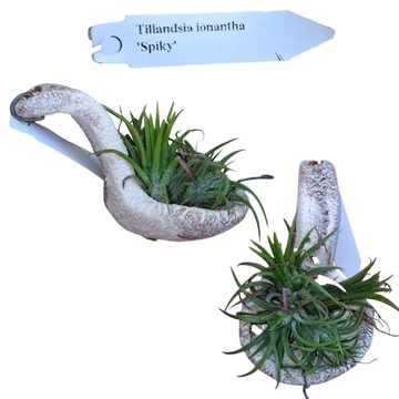 Tillandsia ionantha Spiky kerámiakanálra erősítve