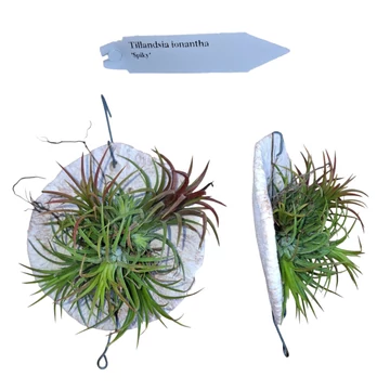 Tillandsia ionantha Spiky kerámia tányérra erősítve